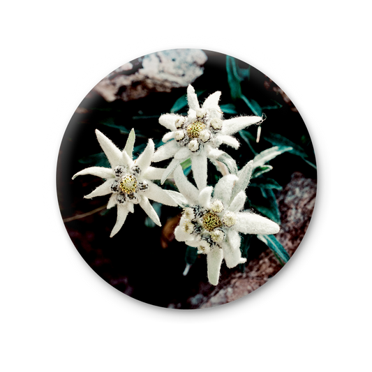 75 MT 025 - Stella Alpina