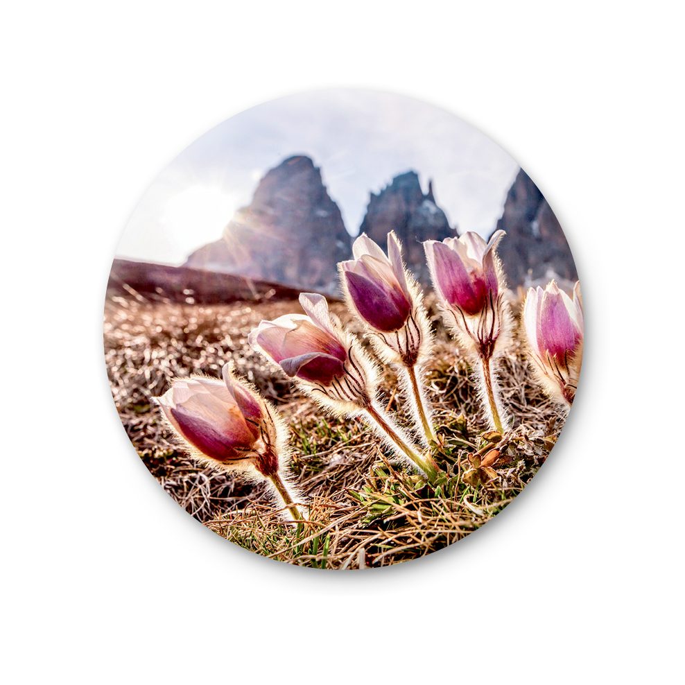 75 MT 028 - Anemone Pulsatilla - Sassolungo