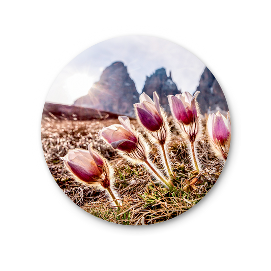 75 MT 028 - Anemone Pulsatilla - Sassolungo