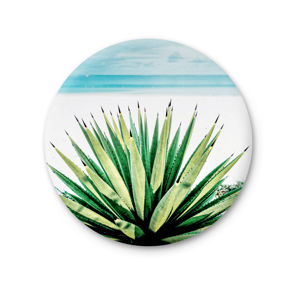 76 MT 051 - Agave