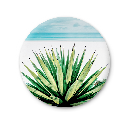 76 MT 051 - Agave