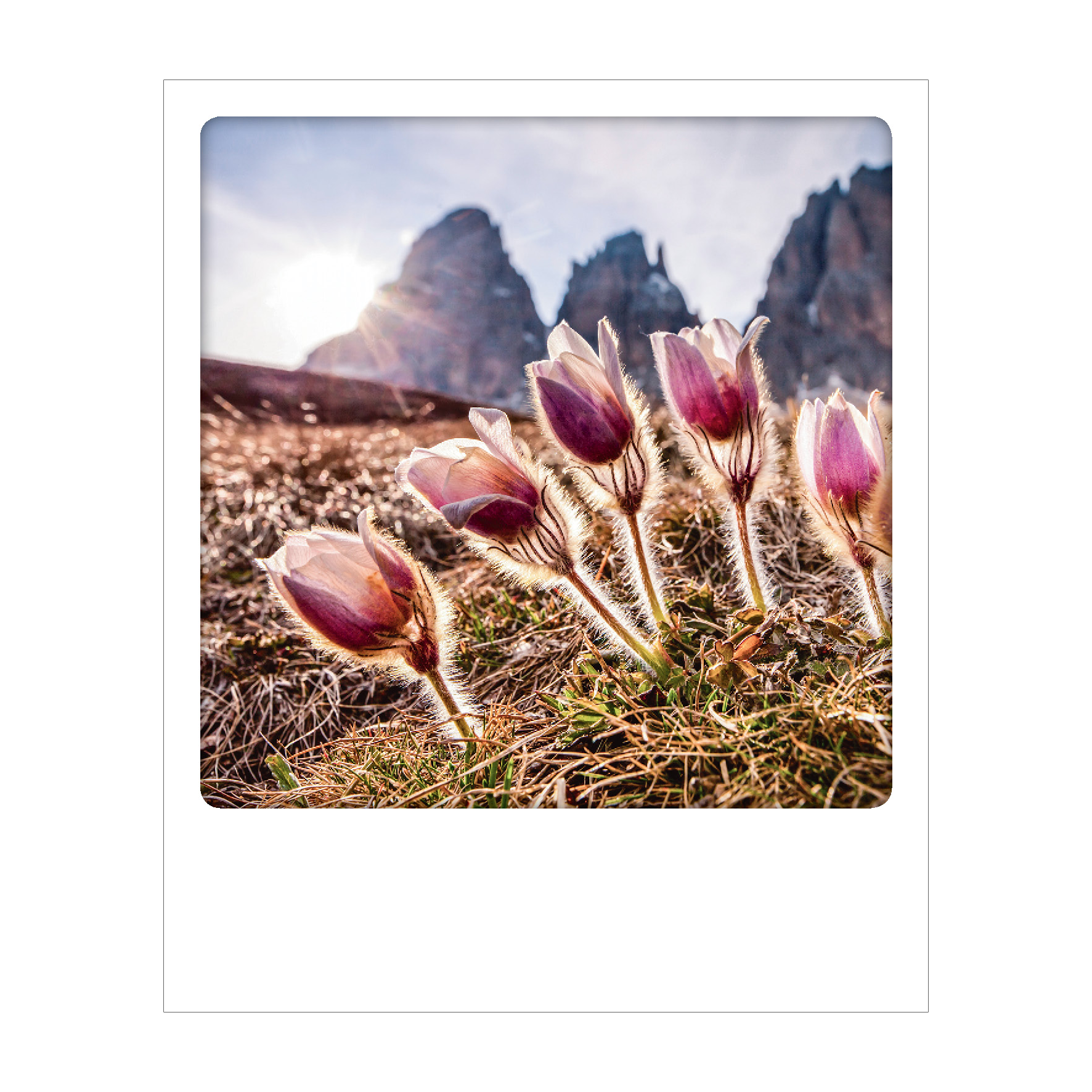 Dolomiti - Polaroid Postcard | Gadget Simebooks