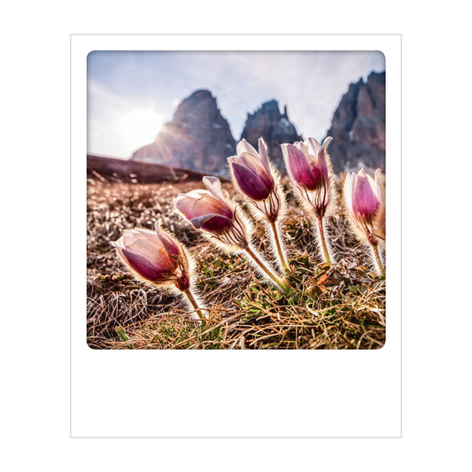 Dolomiti - Polaroid Postcard | Gadget Simebooks