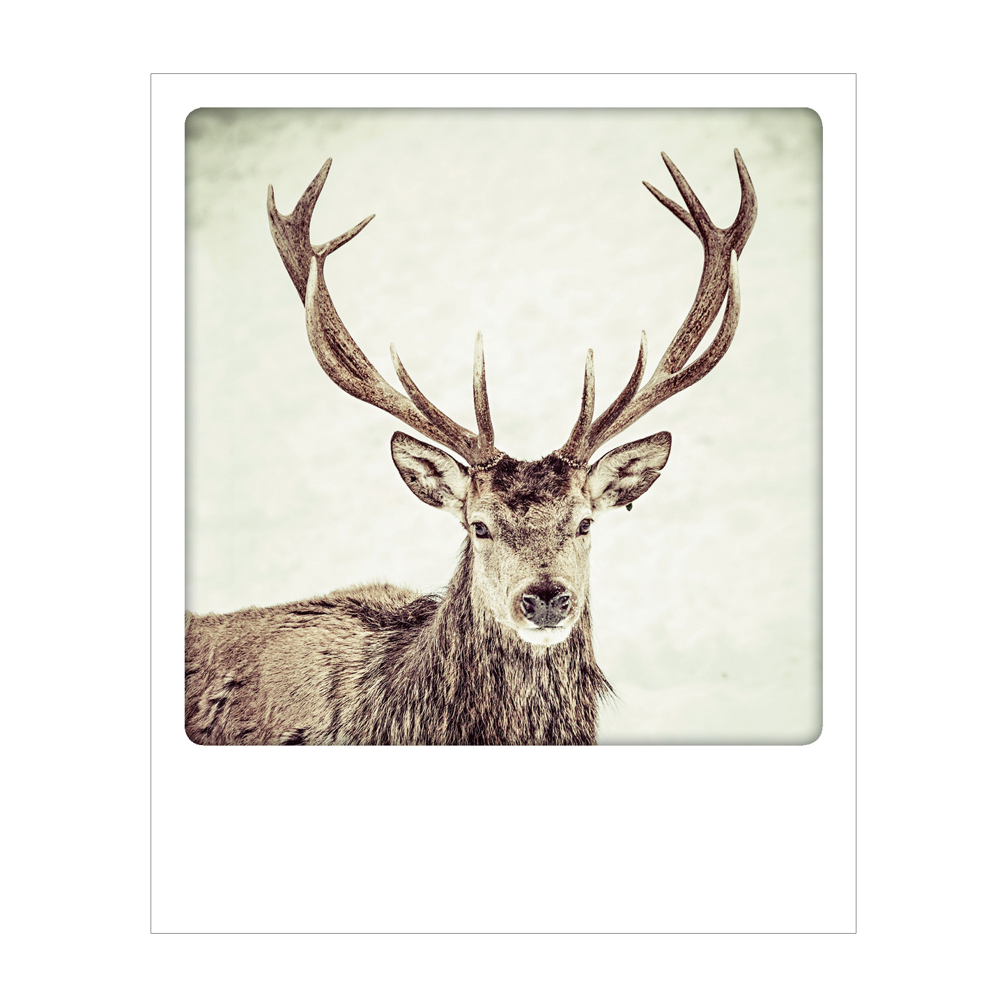Dolomiti - Polaroid Postcard | Gadget Simebooks