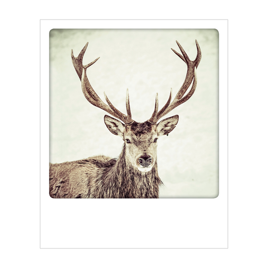 Dolomiti - Polaroid Postcard | Gadget Simebooks