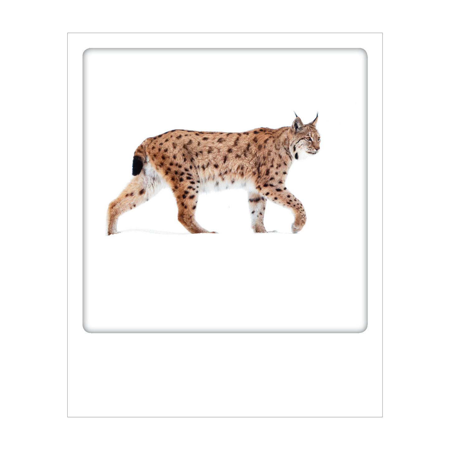 Dolomiti - Polaroid Postcard | Gadget Simebooks