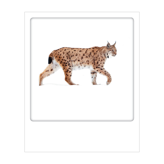 Dolomiti - Polaroid Postcard | Gadget Simebooks