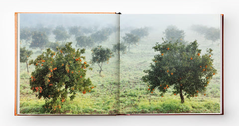 The Oranges of Sicily 