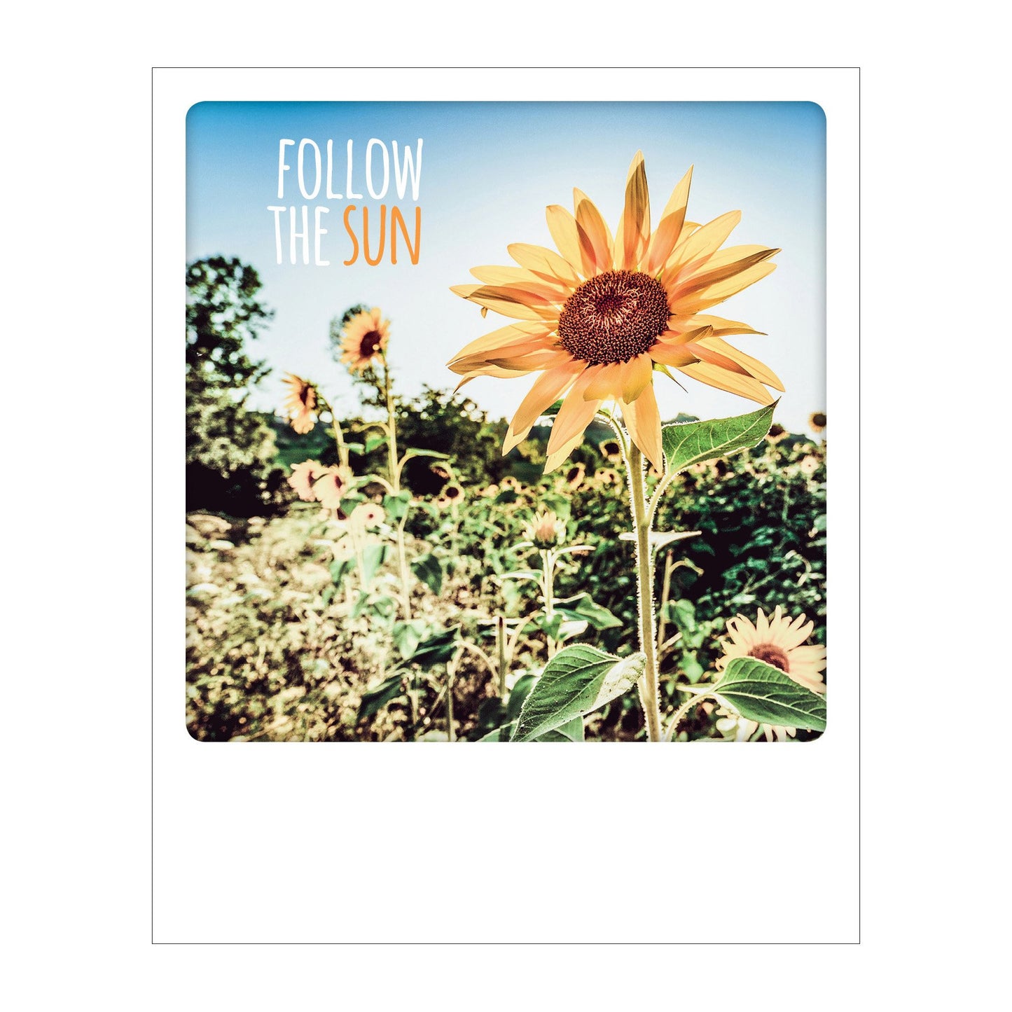 Polaroid Postcard, Sime © Alessandro Saffo / Follow the Sun