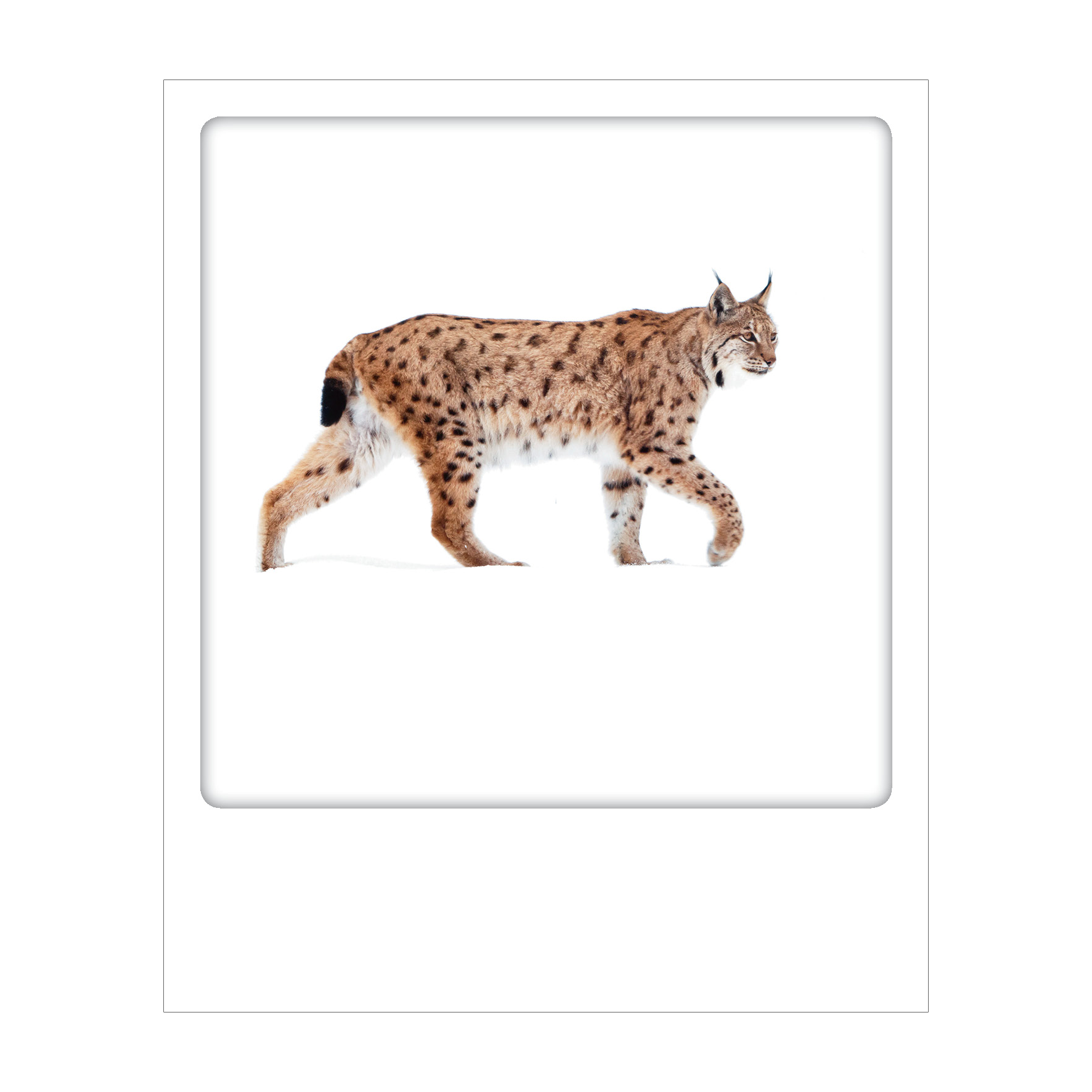 Dolomiti - Polaroid Postcard | Gadget Simebooks